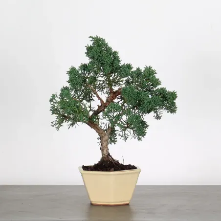 Bonsai Genévrier de Chine