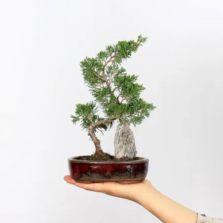 GENÉVRIER "JUNIPERUS ITOIGAWA" 2-14