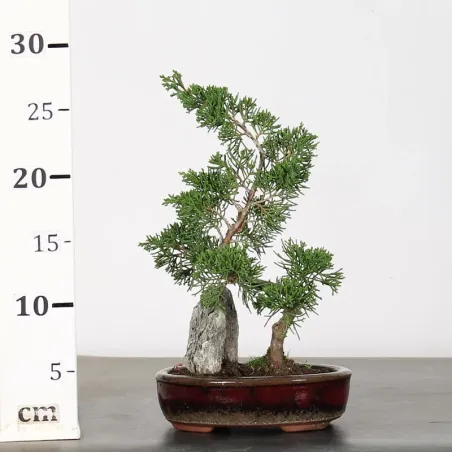 image supplémentaire - GENÉVRIER "JUNIPERUS...