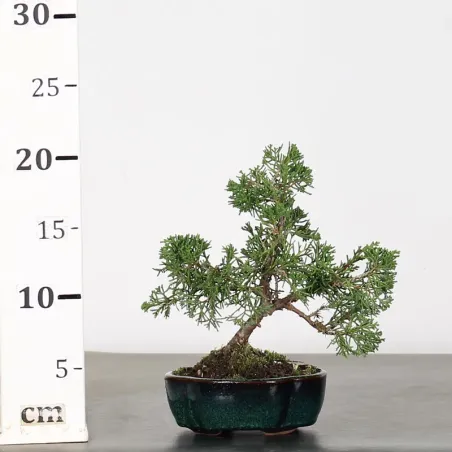 image supplémentaire - GENÉVRIER "JUNIPERUS...