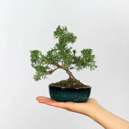 JUNIPERUS ITOIGAWA 2-15