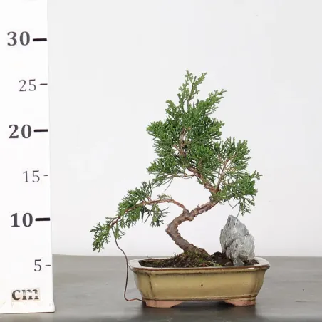 image supplémentaire - GENÉVRIER "JUNIPERUS...