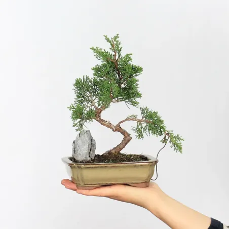 GENÉVRIER "JUNIPERUS ITOIGAWA" 3-12