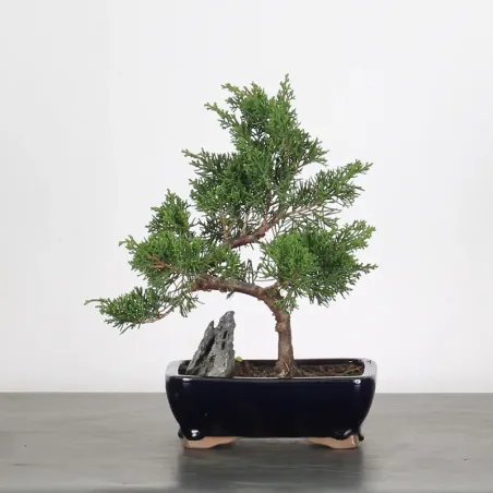 image supplémentaire - JUNIPERUS ITOIGAWA 3-13