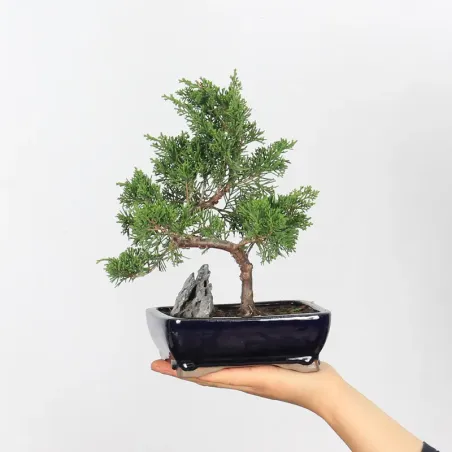 GENÉVRIER "JUNIPERUS ITOIGAWA" 3-13