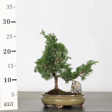 image supplémentaire - JUNIPERUS ITOIGAWA 3-14