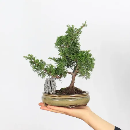 GENÉVRIER "JUNIPERUS ITOIGAWA" 3-14