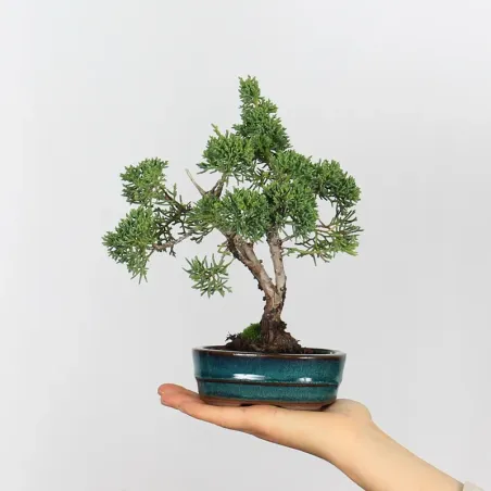 GENÉVRIER "JUNIPERUS KISHU" 3-15