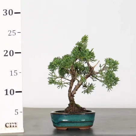 image supplémentaire - GENÉVRIER "JUNIPERUS KISHU"...