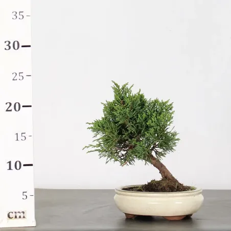 image supplémentaire - GENÉVRIER "JUNIPERUS KISHU"...