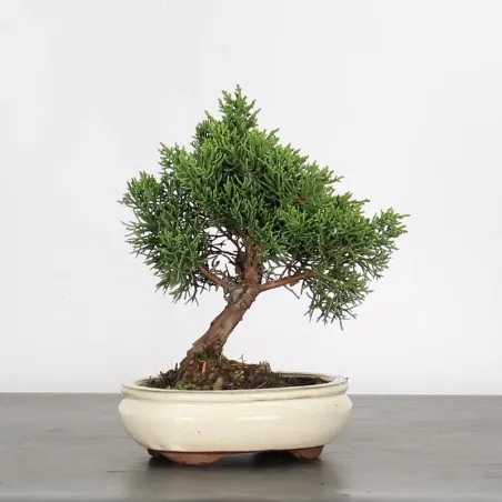 GENÉVRIER "JUNIPERUS KISHU" 4-1
