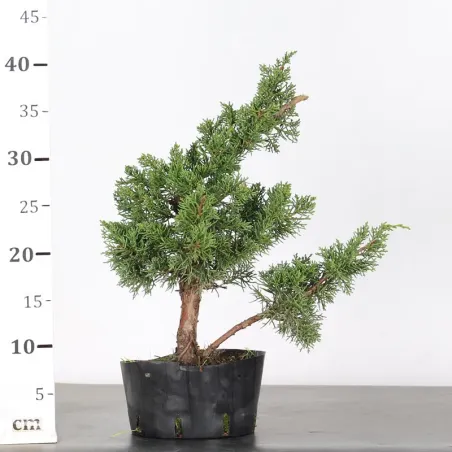 image supplémentaire - PREBONSAI GENÉVRIER...