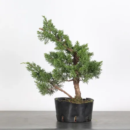 PREBONSAI GENÉVRIER "JUNIPERUS KISHU" 4-2