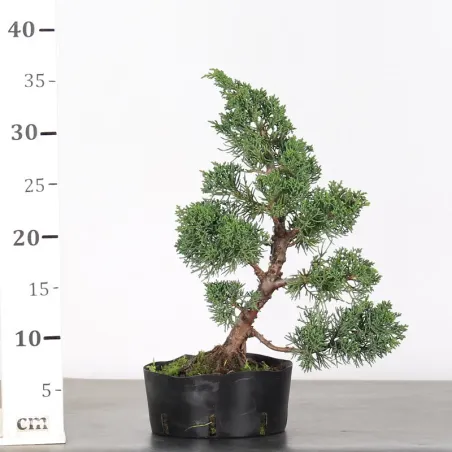 image supplémentaire - PREBONSAI GENÉVRIER...