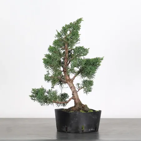 PREBONSAI JUNIPERUS KISHU 4-3