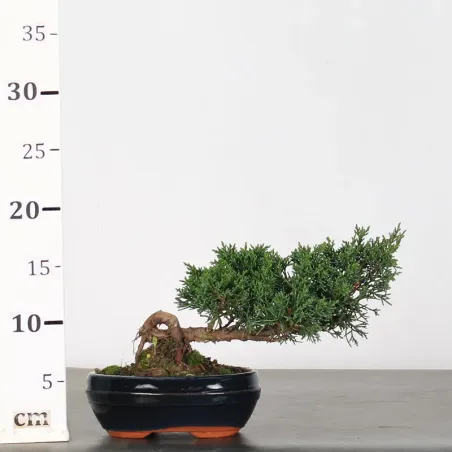 image supplémentaire - JUNIPERUS KISHU 4-4