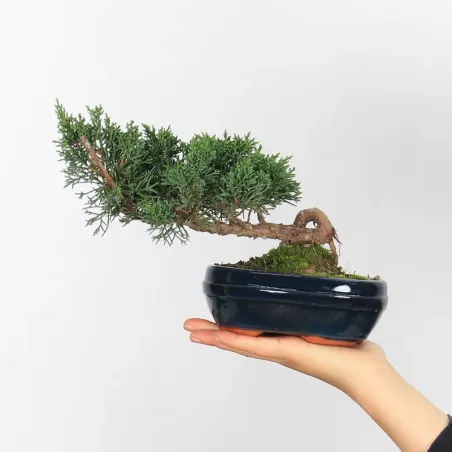 GENÉVRIER "JUNIPERUS KISHU" 4-4
