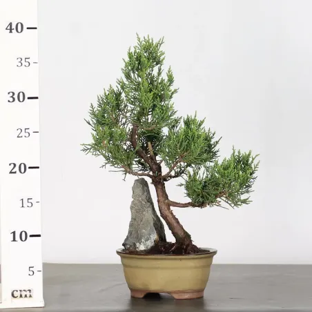 image supplémentaire - GENÉVRIER "JUNIPERUS...