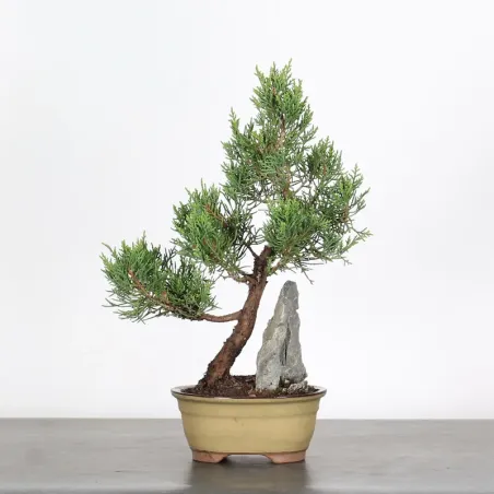 GENÉVRIER "JUNIPERUS COMMUNIS" 4-5