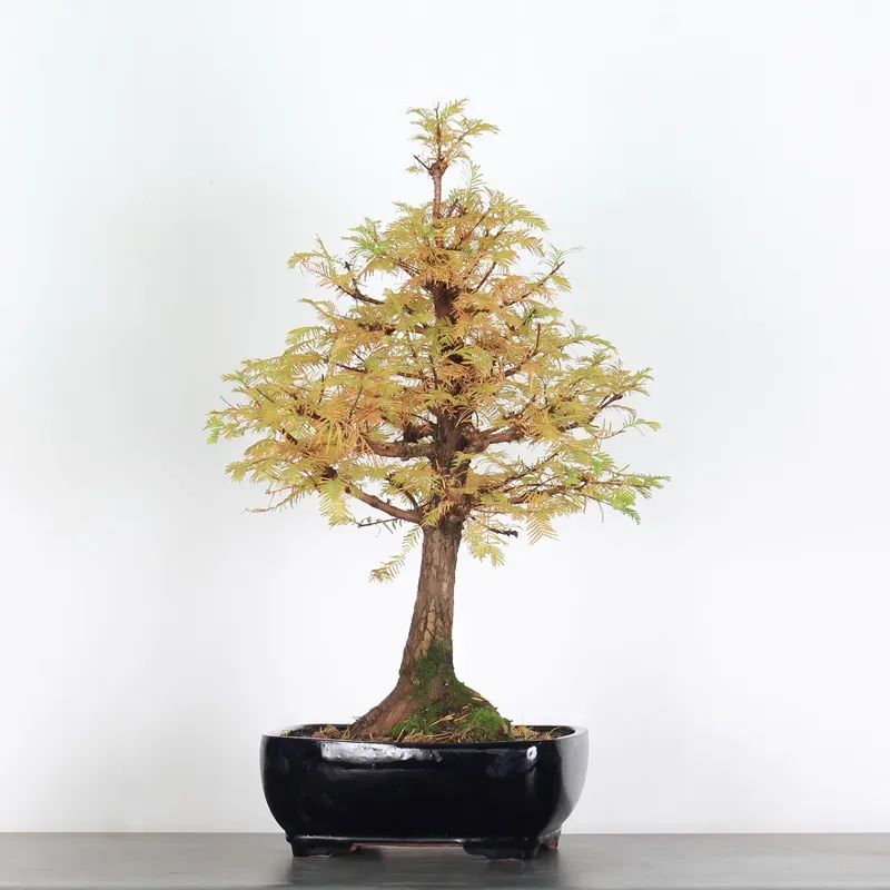 Bonsai Métaséquoia ME-2-5