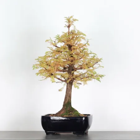 Bonsai Métaséquoia ME-2-5