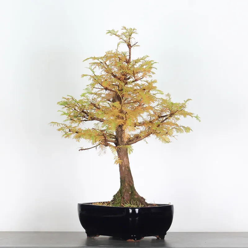 image supplémentaire - MÉTASÉQUOIA 2-5