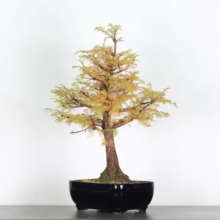 image supplémentaire - MÉTASÉQUOIA ME-2-5