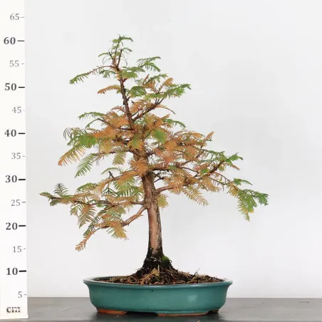 image supplémentaire - MÉTASÉQUOIA 1-13