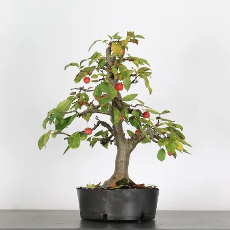 POMMIER "MALUS EVERESTE" 1-3