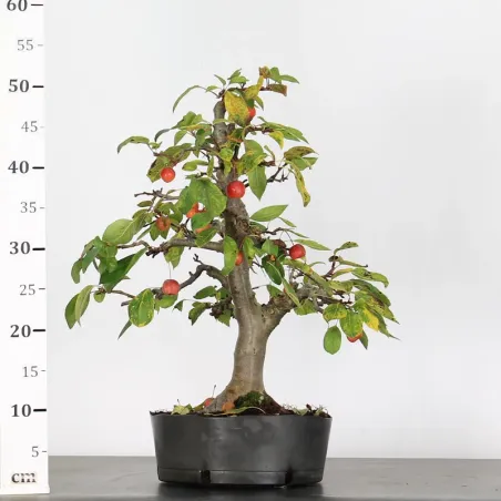 image supplémentaire - POMMIER "MALUS EVERESTE" 1-3