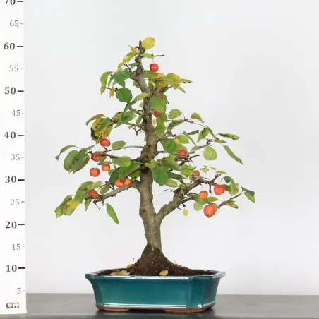image supplémentaire - Bonsai apple tree "malus...