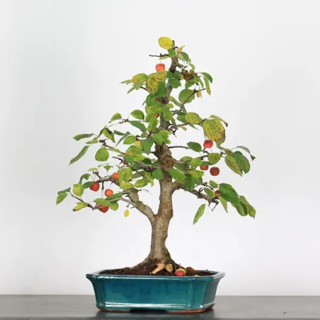 Bonsai apple tree "malus evereste" 1-7
