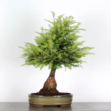 image supplémentaire - SEQUOIA SEMPERVIRENS 1-2