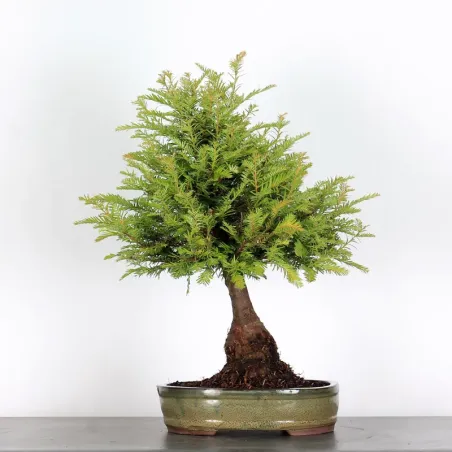 Sequoia Sempervirens Bonsai