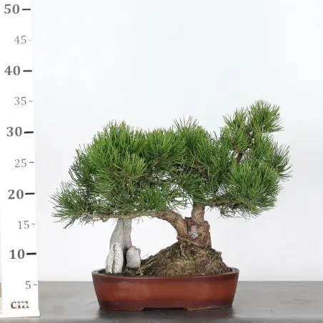 image supplémentaire - BONSAI PINUS MUGO WITH ROCK...