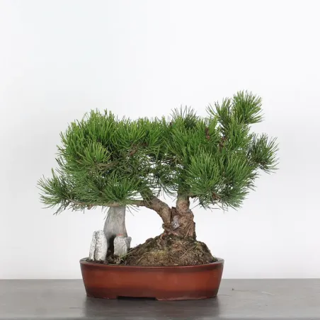 Pin mugo bonsai PM-1-3
