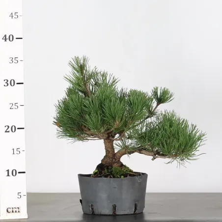 image supplémentaire - BONSAI PIN MUGO 1-5