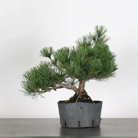 Mugo Bonsai Pine PM-1-5