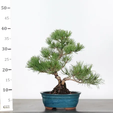 image supplémentaire - BONSAI PINUS MUGO 1-7