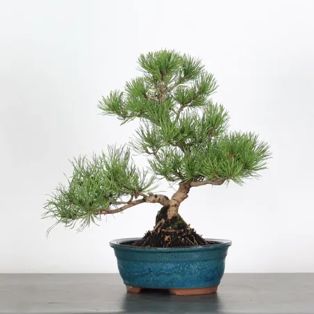 Mugo Bonsai Pine PM-1-7