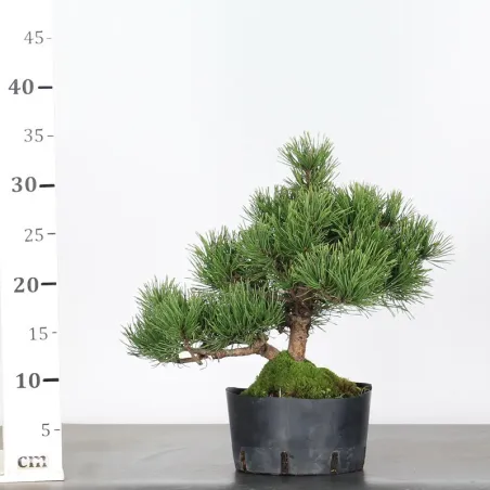 image supplémentaire - BONSAI PINUS MUGO 1-9