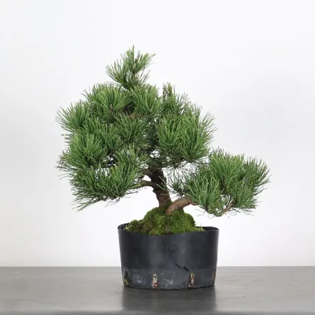 Mugo Bonsai Pine PM-1-9