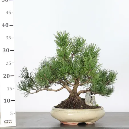 image supplémentaire - BONSAI PINUS MUGO 1-11