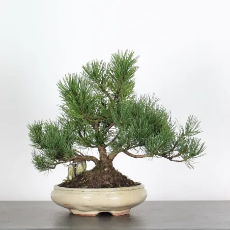 Mugo Bonsai Pine PM-1-11
