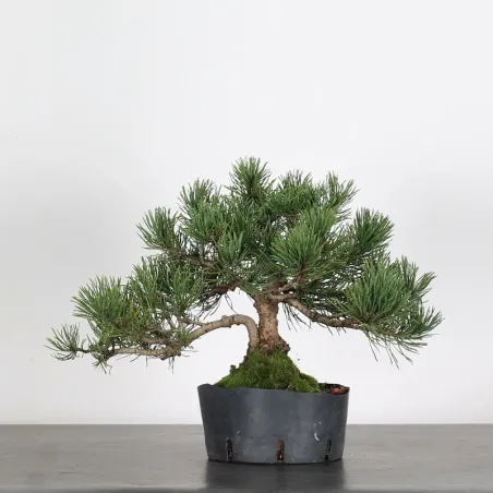 Mugo Bonsai Pine PM-1-12