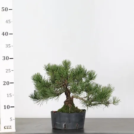 image supplémentaire - BONSAI PIN MUGO 1-12
