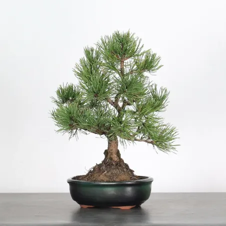Mugo Bonsai Pine PM-1-13