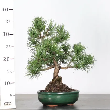 image supplémentaire - BONSAI PINUS MUGO 1-13