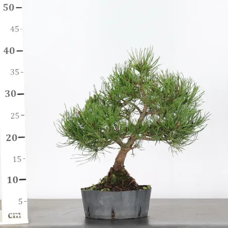image supplémentaire - BONSAI PIN MUGO 1-21