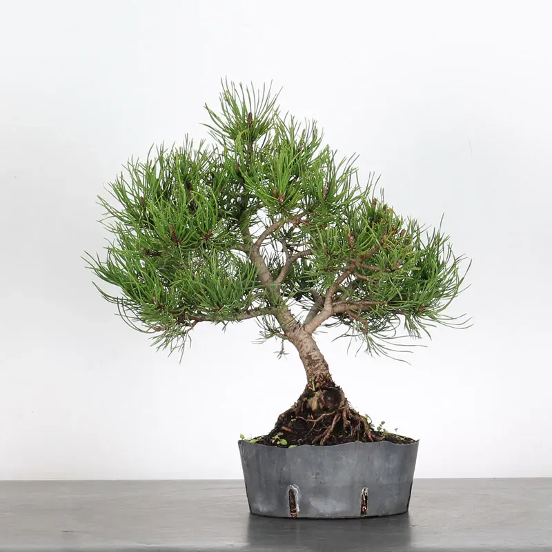 BONSAI PINUS MUGO 1-21